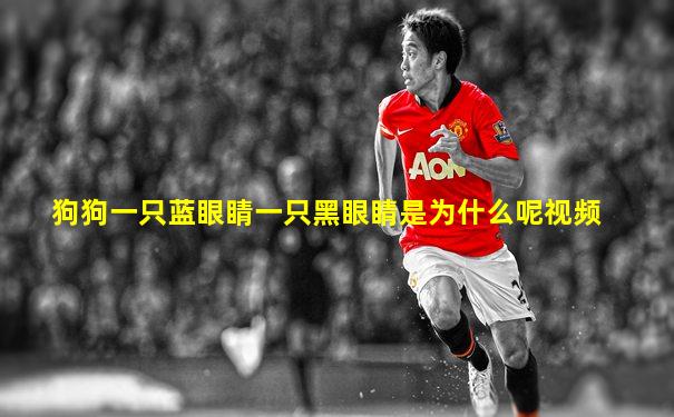 狗狗一只蓝眼睛一只黑眼睛是为什么呢视频
